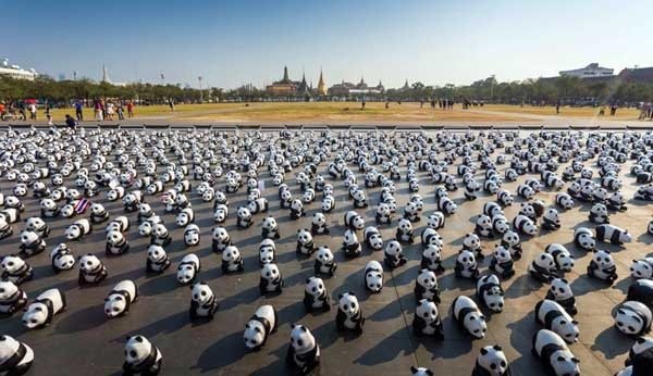 1600 Pandas+ Sanam Luang.jpg