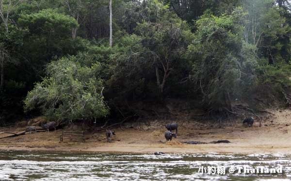 Floathouse River Kwai Resort黑水牛.jpg