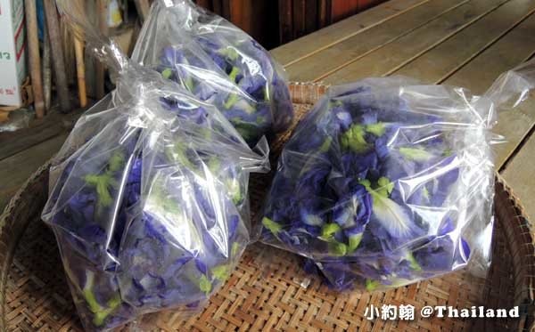 Butterfly Pea泰國蝶豆花-新鮮版.jpg