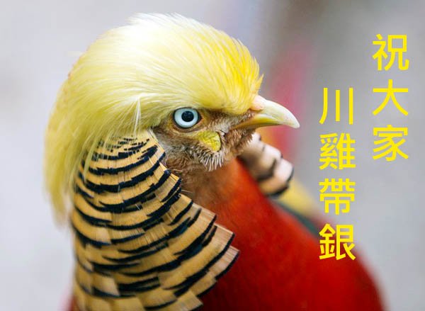 川普雞爆紅搭上雞年