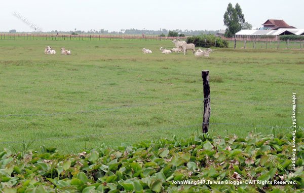 Siem Reap Quad Bike ATV tour local farm.jpg