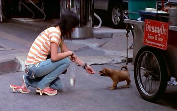 感人泰國狗狗電影再見流浪犬5.jpg