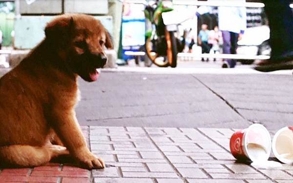 感人泰國狗狗電影再見流浪犬6.jpg