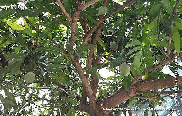 Mango tree