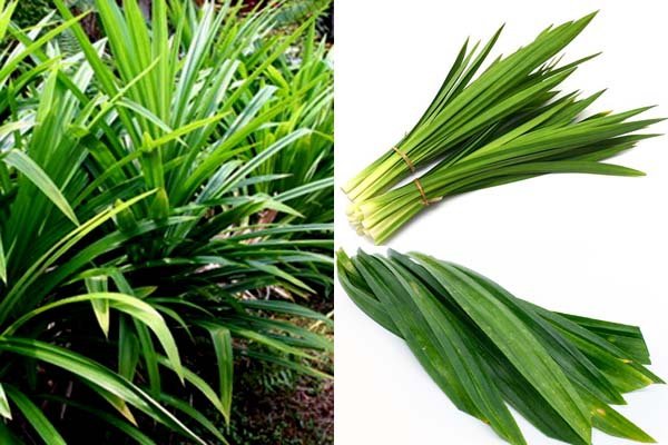 Pandan Leaves.jpg