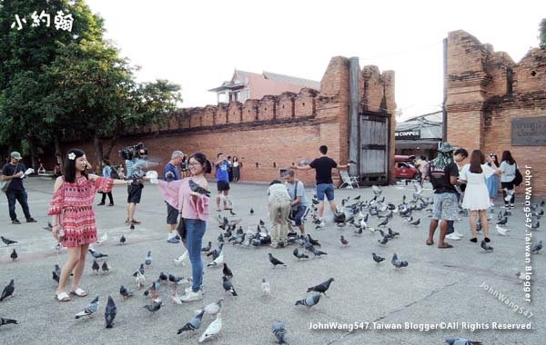 Pigeons Chiang Mai Tha Pae Gate.jpg