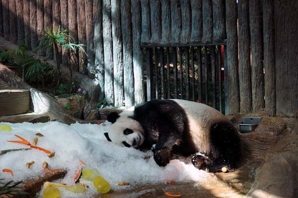 清邁動物園Chiang Mai Zoo熊貓.jpg