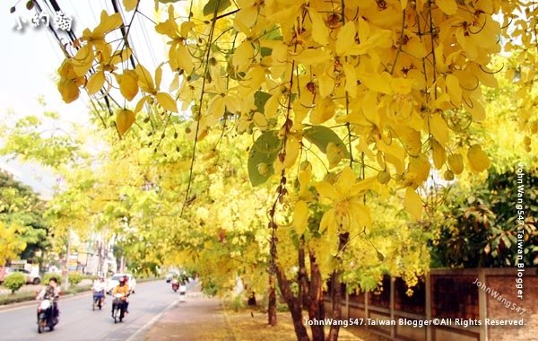 泰國國花阿勃勒Cassia Fistula金鍊花黃金雨1.jpg