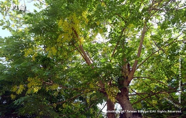 泰國國花阿勃勒Cassia Fistula金鍊花黃金雨4.jpg