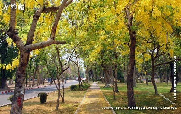 阿勃勒Cassia Fistula金鍊花黃金雨Chiang Mai University2.jpg