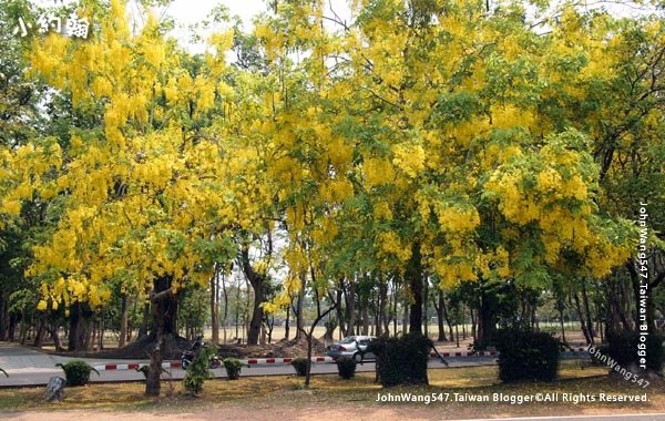 阿勃勒Cassia Fistula金鍊花黃金雨Chiang Mai University.jpg