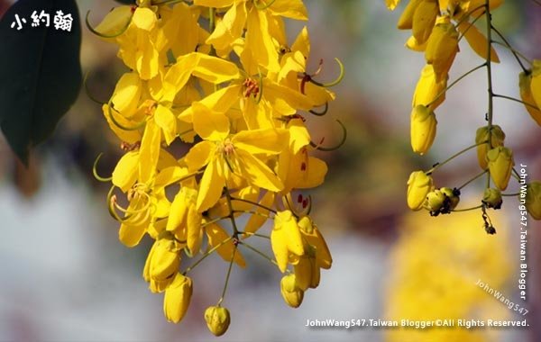 泰國國花阿勃勒Cassia Fistula金鍊花黃金雨6.jpg