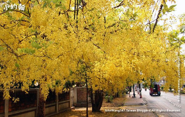 清邁黃金雨泰國國花阿勃勒Cassia Fistula金鍊花.jpg