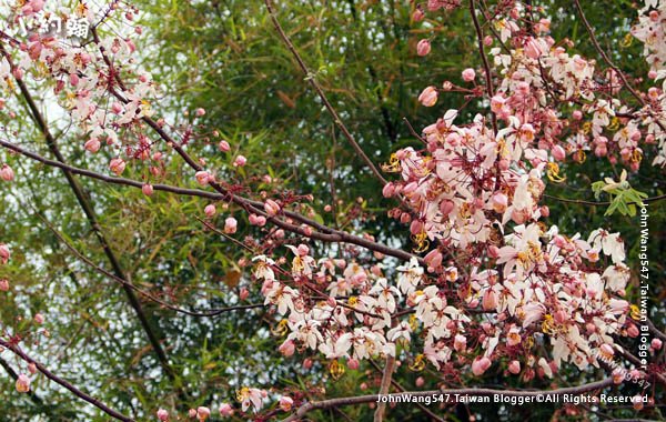 泰國國花阿勃勒Cassia Fistula金鍊花Pink.jpg