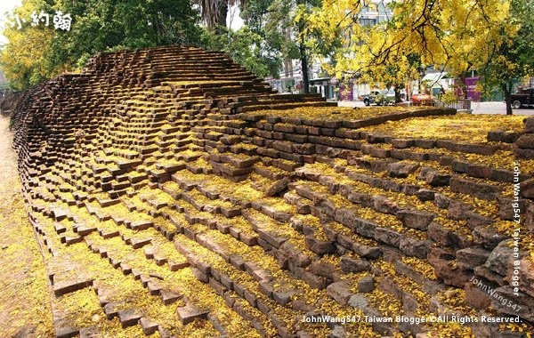 泰國國花阿勃勒Cassia Fistula金鍊花黃金雨9.jpg