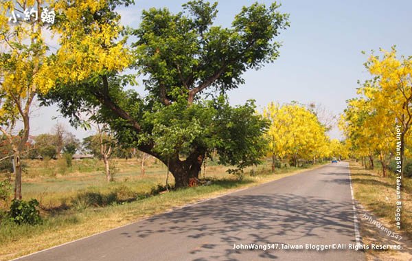 清邁黃金雨泰國國花阿勃勒Cassia Fistula金鍊花4.jpg