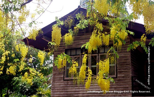 清邁黃金雨泰國國花阿勃勒Cassia Fistula金鍊花6.jpg