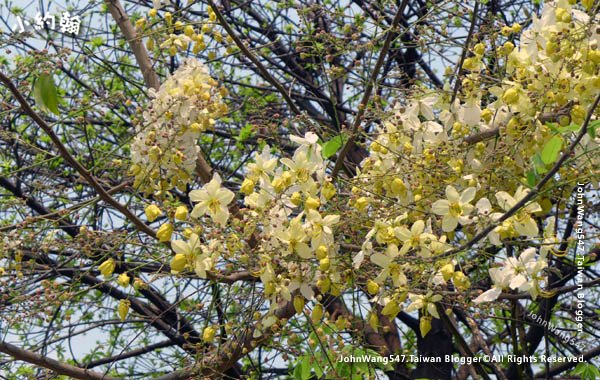 白色阿勃勒Cassia Fistula金鍊花黃金雨.jpg