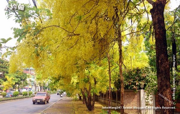 泰國國花阿勃勒Cassia Fistula金鍊花黃金雨