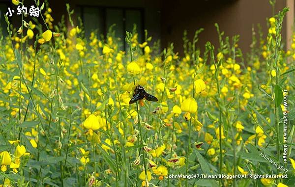Chiang Mai Siripanna Resort Crotalaria juncea field2.jpg
