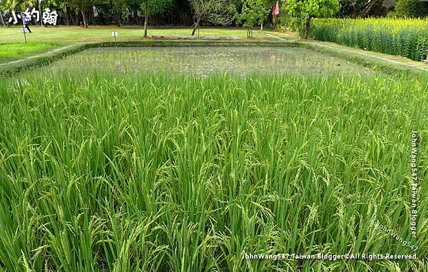 Siripanna Villa Resort Panna Rice Field.jpg