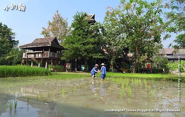 Siripanna Chiang Mai Rice Field Planting2.jpg