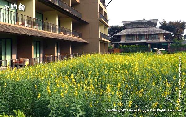 Chiang Mai Siripanna Resort Crotalaria juncea field.jpg