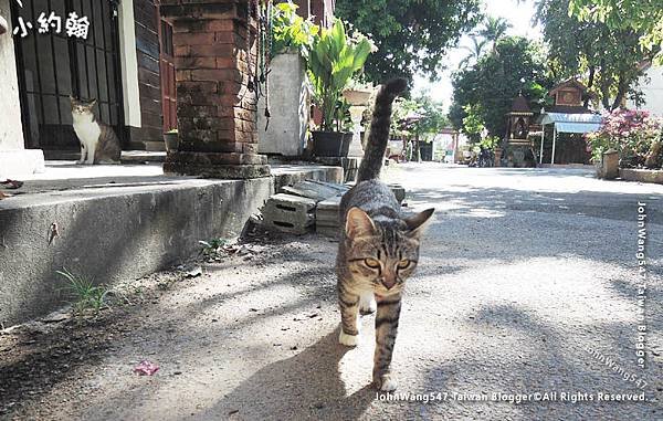 Cat in Lam Chang Temple Chiang Mai1.jpg