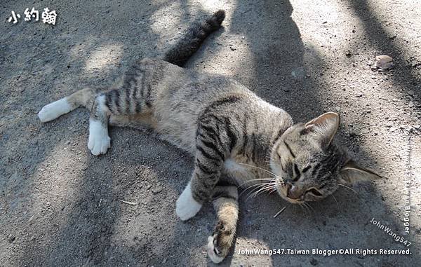 Cat in Lam Chang Temple Chiang Mai2.jpg