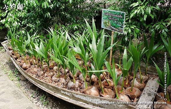 Amphawa Chaipattananurak Coconut tree.jpg