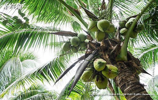 Amphawa Chaipattananurak Coconut tree.jpg