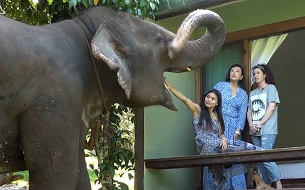 Chai Lai Orchid Elephant Camp Homestay.jpg