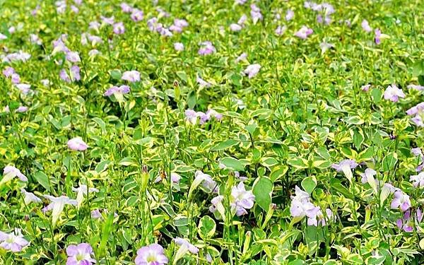 斑葉赤道櫻草.jpg