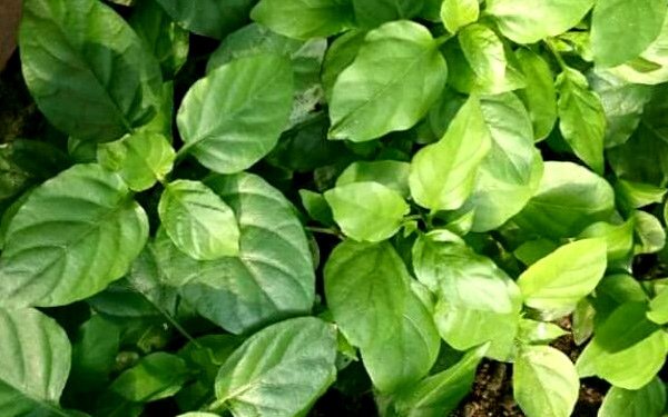 赤道櫻草.jpg