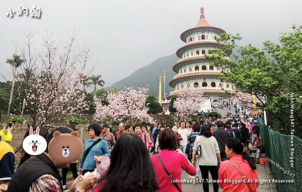 淡水天元宮3月櫻花季.jpg