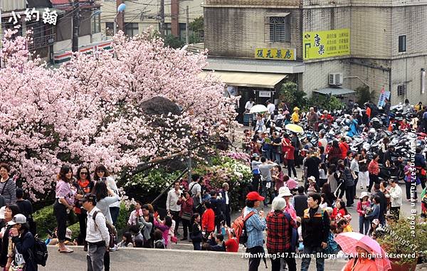 淡水天元宮3月櫻花季3.jpg