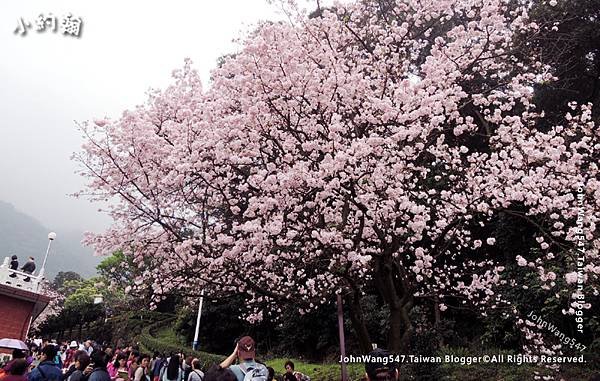 淡水天元宮3月櫻花季1.jpg