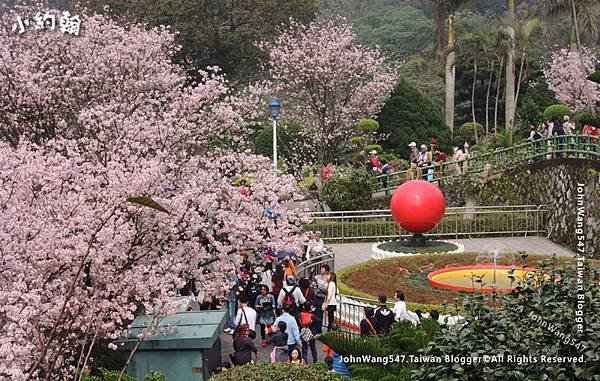 淡水天元宮賞櫻花4.jpg