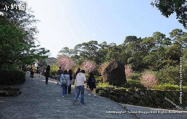 台北免費櫻花景點淡水天元宮2.jpg