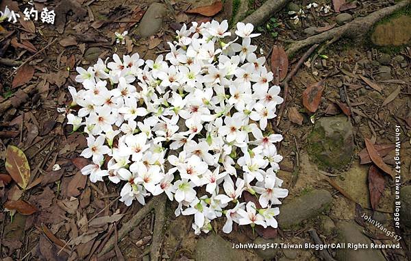 桃園虎頭山油桐花開四月雪3.jpg