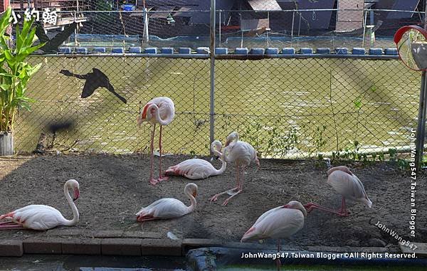 Kwan Riam Floating Market Flamingo.jpg