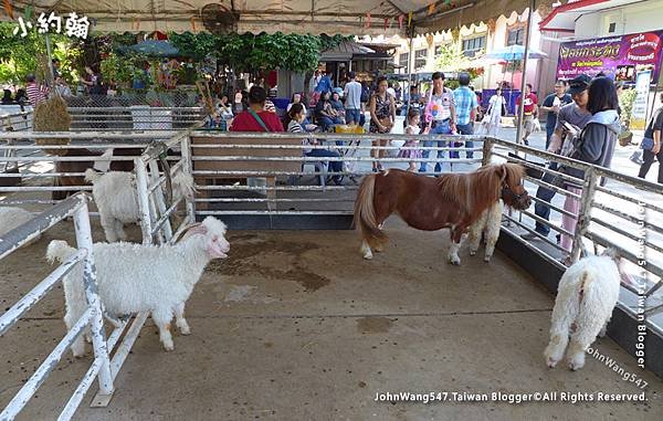 buffalo Kwan Riam Floating mini zoo7.jpg