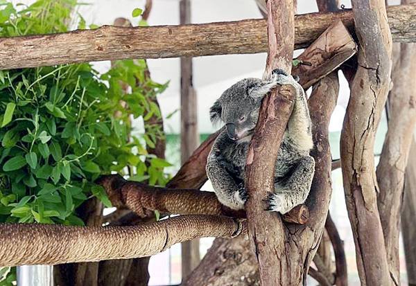 芭達雅綠山動物園-無尾熊.jpg