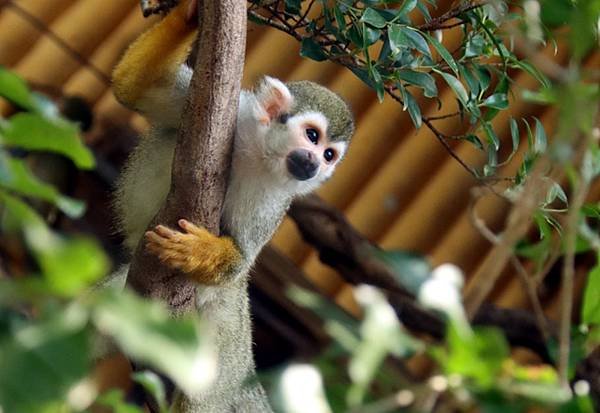 芭達雅綠山動物園-小猴子.jpg