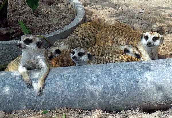 芭達雅綠山動物園-狐獴.jpg