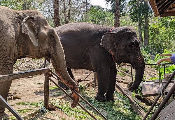 Khao Kheow Open Zoo Pattaya Elephants.jpg