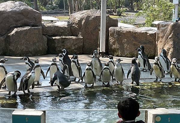 芭達雅綠山動物園-企鵝.jpg