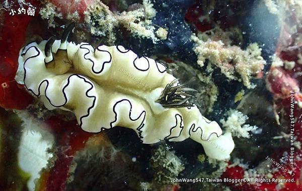 Sipadan Sabah diving ocean creature.jpg