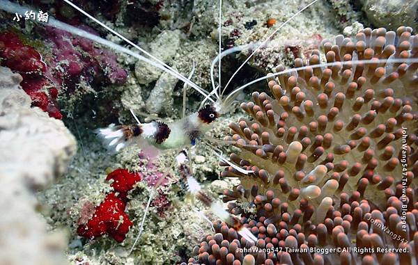 Sipadan Sabah diving ocean creature3.jpg