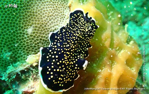 Sipadan Sabah diving ocean creature4.jpg